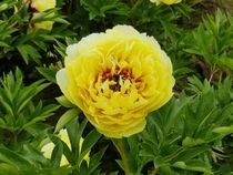 Saw this peony and had to stop for a photo