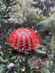 Scarlet banksia in Perth WA