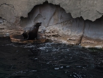 Sea Lion Otariinae at the Vancouver Aquarium 