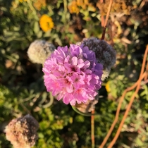 Sea Pink Armeria maritima ssp californica Bean Hollow State Beach California 