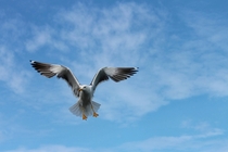 Seagull In Flight Photo credit to Manfred Richter