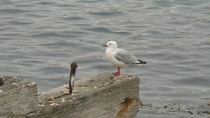Seagull in Port Chambers Dunedin New Zealand 