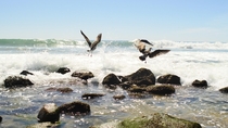 Seagulls avoiding the waves 