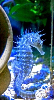 Seahorse Hippocampus  