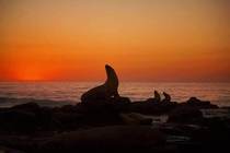 Sealions at sunset San Diego CA  x