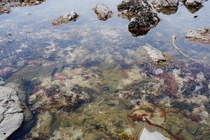 Seaweed Diversity in Tidepool Olympic National Park 