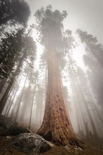 Sequoia in Fog Giant Forest Sequoia Kings Canyon NP 