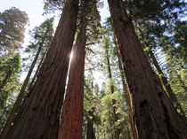Sequoia National Park -  