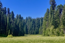 Sequoia NP CA 