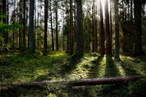 Serene forest in Sweden 