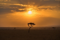 Serengeti National Park  x  