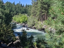 Shades of green on the Deschutes river Bend OR 