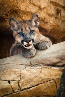 Shasta VI the University of Houstons cougar when he was a cub 
