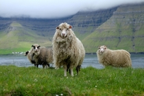 Shee-pose in Faroe Islands 