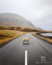 Sheep Crossing - Grundarfjrur Iceland 