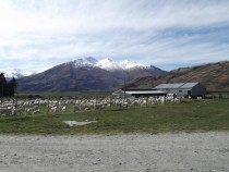 Sheep farming near Wanaka New Zealand 
