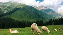 Sheep in jammu India