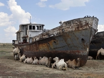 Ships of the Desert Zhalanash Kazakhstan 
