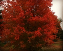 Shocking autumn colors in Kemptville Ontario 