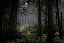 Shot in the rainforest filled with Giant Cedars and Hemlocks in the middle of the Columbia Mountains British Columbia 
