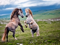 Showdown Wild stallions in Bosnia fighting for supremacy 