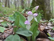 Showy Orchis Galearis spectabilis