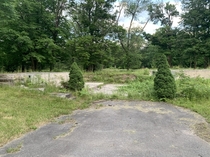 Shrubs frame where a garage of a home used to be on this demolished Air Force base upstate NY