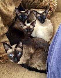 Siamese cats Felis catus siamensis with outstandingly beautiful blue eyes - OS OC - aka my precious baby girls