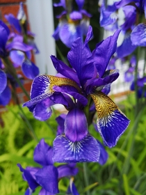 Siberian iris iris sibirica
