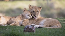 Siblings -Lion Cubs 