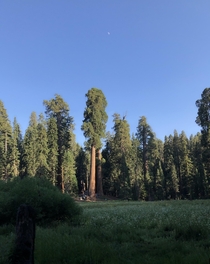 Sierran Moon Sequoia National Park 
