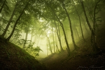 Silent Forest - the forests of Vercors France  by Xavier Jamonet