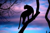 Silhouette of a leopard on a dead tree surveying the sky 