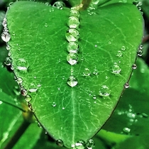 Simply a wet leaf Cheddar Somerset UK 