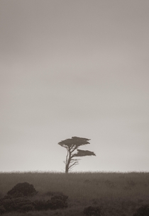 Single Tree - Cape Schanck Mornington Peninsula 