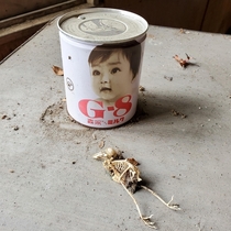 Skeleton of a bird next to vintage baby formula - Abandoned Clinic