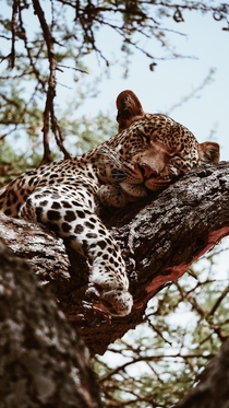Sleeping leopard Photo credit to Maurits Bausenhart