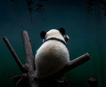 Sleeping Panda cub 