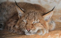 Sleepy lynx 