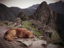 sleepy pup at Machu Picchu  OC