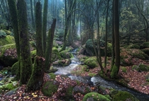 Slipping into Serenity in the forests of Bavaria Photo by Martin Kornmesser 