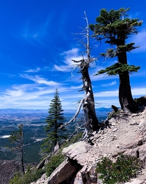 Slope of trees atop the Black Butte in Shasta County 