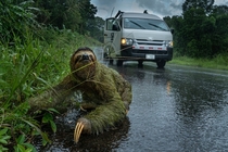 Sloth crossing the road on a dark stormy day- Osa Peninsula Costa Rica