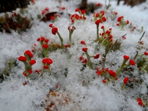 Small and Beautiful - Lichen amp Snowflakes 