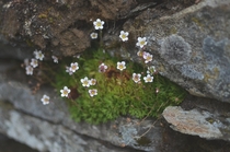 Small delicate mountain flowers in a small village in the north part of Sweden Saxns Jmtland