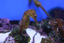 Small Seahorse at Okinawa Churuami Aquarium 