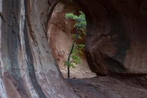 Small tree in a rock alcove near Sedona Arizona 
