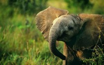 Smiling Baby African Elephant 