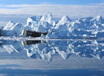 Smooth waters provide a mirror-like reflect of icebergs in the harbor at Ilulissat Greenland Frank Walley 