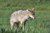 Sneezing coyote at Yellowstone NP 
